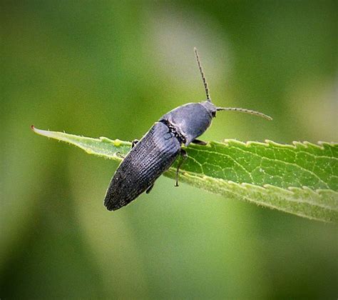 how to get rid of click beetles