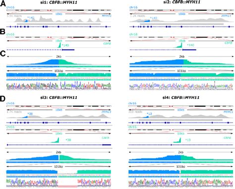 Bead Pulldown And Nanopore Sequencing Of Four Samples With Cbfb Myh