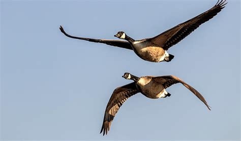 Canada Geese Birds Geese Sky Flight Hd Wallpaper Peakpx