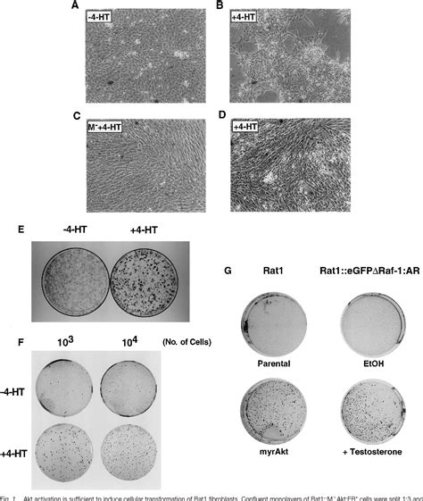 Figure From Oncogenic Transformation Of Cells By A Conditionally