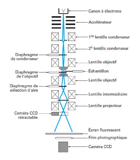 Sch Ma D Un Microscopie Lectronique Transmission Les Observations