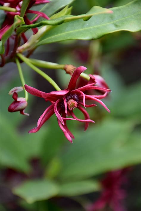 Florida Anise Tree (Illicium floridanum) in Richmond Fairfax Loudoun ...