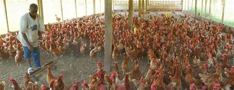 How To Start A Small Poultry Farm In Nigeria Starting A Poultry Farm