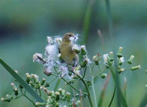 Things with Wings: Great Meadows National Wildlife Refuge