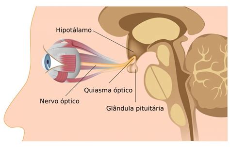 Nervo óptico anatomia da visão InfoEscola