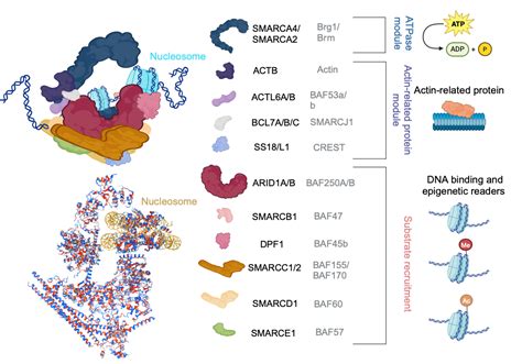 Schematic Of Cbaf Complex Biorender Science Templates