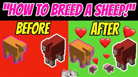 How To Breed Sheep In Minecraft How To Make Baby Sheep YouTube