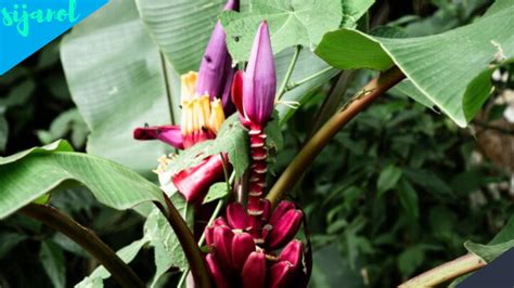 Manfaat Jantung Pisang Untuk Kesehatan Yang Jarang Diketahui