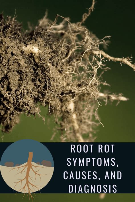 Root Rot Symptoms Causes And Diagnosis Pretty Frugal