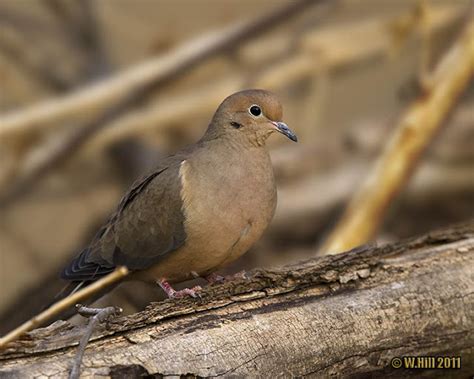 Pennsylvania Wildlife Photographer Camera Critters Mourning Dove