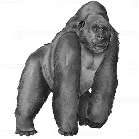 Watercolor Gorilla Illustration 41165874 Png