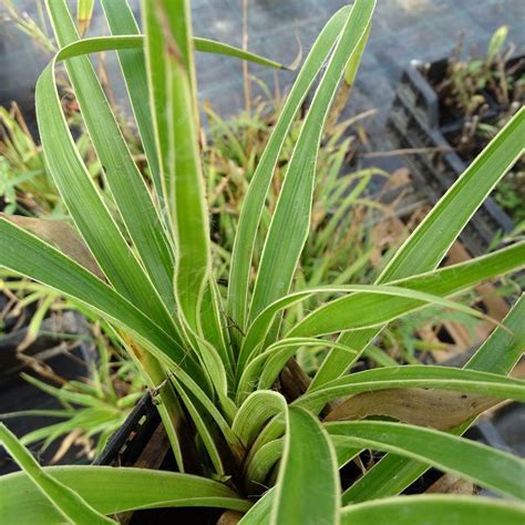 Luzula Sylvatica Marginata Luzule Des Bois Gramin E Panach E