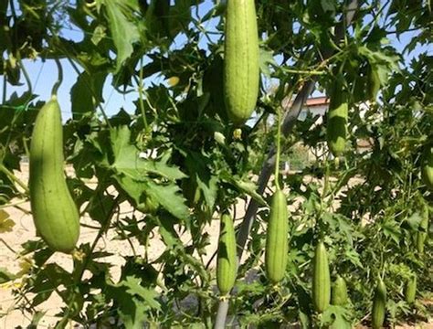 Como Se Llama La Planta De La Esponja Vegetal