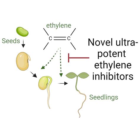 Functional mechanism study of the allelochemical myrigalone A ...