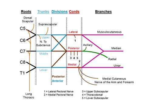 Brachial Plexus And Arm Vasculature Flashcards Quizlet