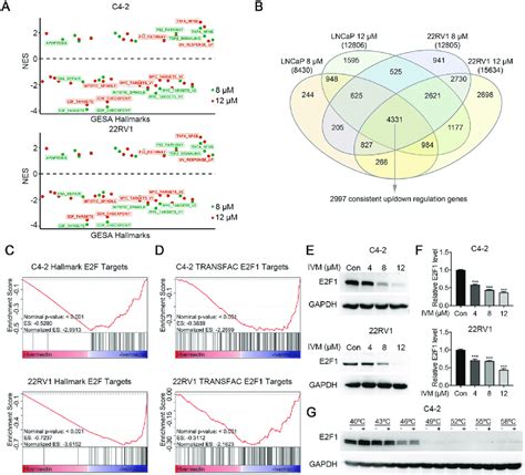 Ivermectin Repressed E F Targets A Normalized Enrichment Scores Nes