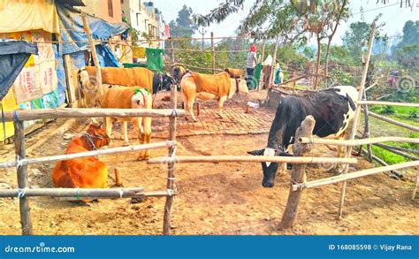 Cow Farm Caretaker Natural Image Sex Cow Farm Male And Female Clean