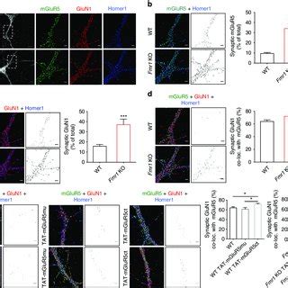 Disruption Of The Mglur Homer Scaffold Increases Surface Mglur Nmdar