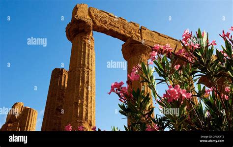 Column Oleander Blossoms Hera Temple Valley Of The Temples Valle