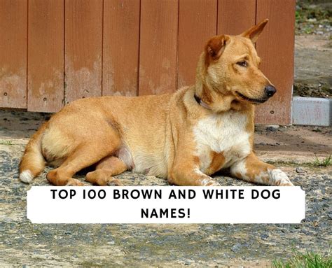 Top 100 Brown and White Dog Names!