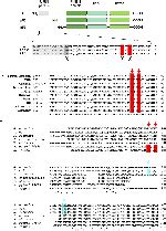 Frontiers Amino Terminal Processing Of Helicobacter Pylori Serine