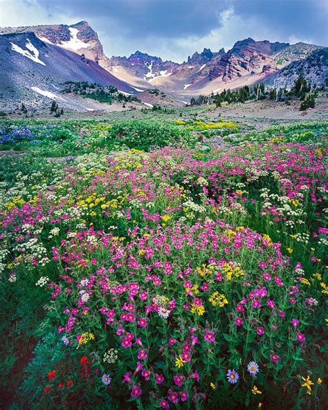 Flowery Meadow Broken Top Oregon By Mike Putnam