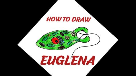 How To Draw Euglena Easily Step By Step Youtube