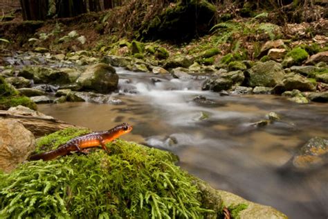 Bay Nature: The Bizarre World of the Banana Slug