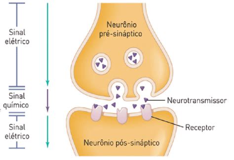 O que é sinapse Função no cérebro tipos e como ocorre