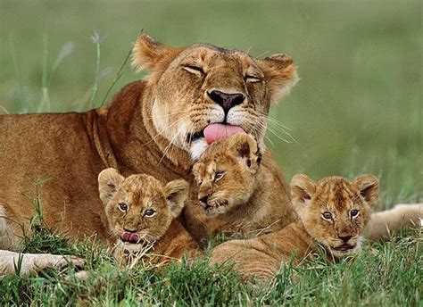 Mom Lion Photograph by Jose M Rodriguez