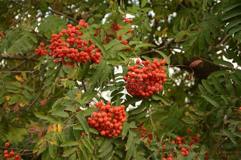 Rowan On A Branch Red Rowan Rowan Berries On Rowan Tree Sorbus