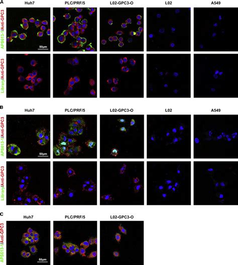 Colocalization Analysis Of Aps613 1 To Gpc3 With Anti Gpc3 Antibody A Download Scientific