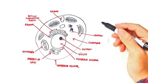 Cómo dibujar un Célula Animal paso a paso, Partes de una Célula Animal