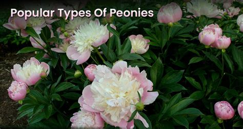 Different Types Of Peonies Species Best Popular Varieties