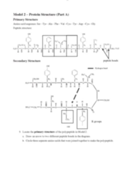 Solution Protein Structure Pogil Converted Studypool