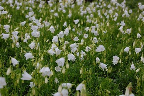 Campanula Cochleariifolia Alba Zwerg Glockenblume