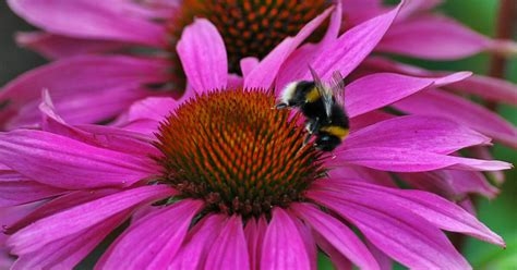 Allegheny Land Trust Utilizing Native Plants In Your Landscape