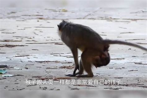 为了给小猴子断奶，猴妈将幼崽踩在地上摩擦，看上去特别可怜