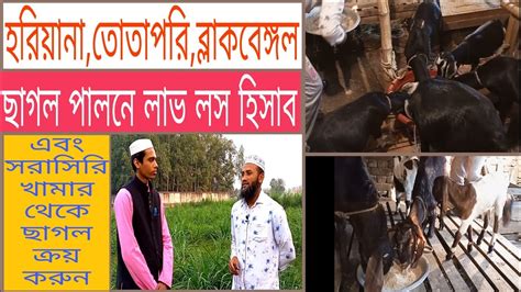 হরিয়ানা তোতাপুরি ব্লাকবেঙ্গল ছাগল পালনে লাভ লস হিসাব। Youtube