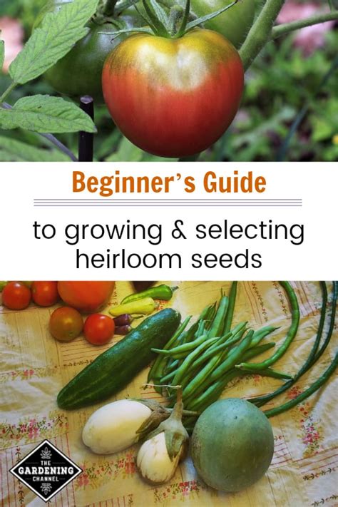 Beginners Guide To Heirloom Seeds Gardening Channel