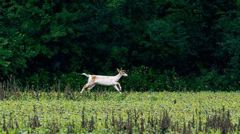 Albino deer spotted in Lansing actually piebald | WLNS 6 News