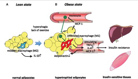 Figure 1 From Recent Advances In Obesity Induced Inflammation And