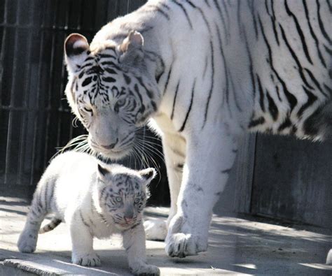 小走り「かわいい」 ホワイトタイガー双子の赤ちゃん 次回の一般公開は23、24日 宇都宮動物園47news（よんななニュース）