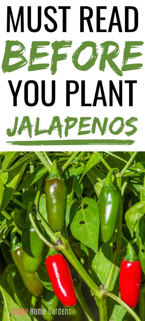 Companion Planting Jalapeno - G4rden Plant