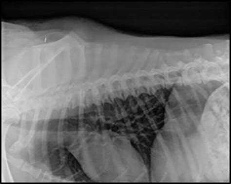 Spondylosis Deformans Canine Infrared Cameras Inc