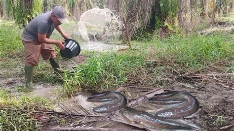 Nguras Rawa Kecil Yang Di Huni Banyak Ikan Gabus Besar YouTube