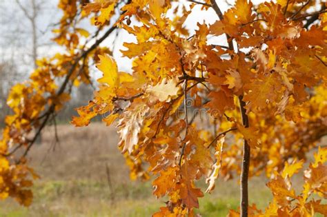 Yellow Oak Leaves In Autumn Stock Image Image Of Tree Golden