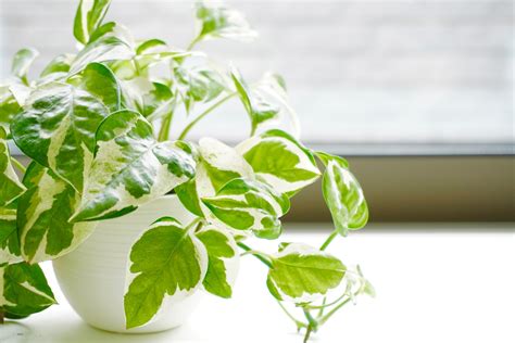 室内でも育てやすい観葉植物はどんな種類育て方や置き場所を紹介 For your LIFE