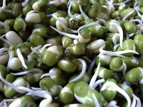 The Benefits Of Sprouts Living Superfoods