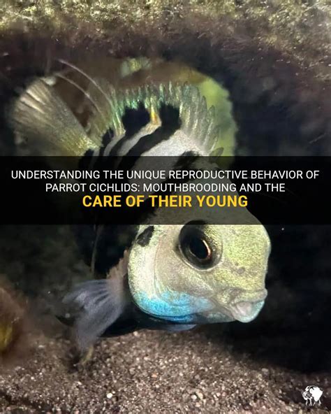 Understanding The Unique Reproductive Behavior Of Parrot Cichlids Mouthbrooding And The Care Of